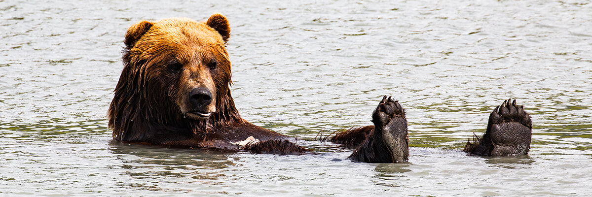 Alaska Pooping Brown Bear With Fish Key Chain - Alaska Wild Country